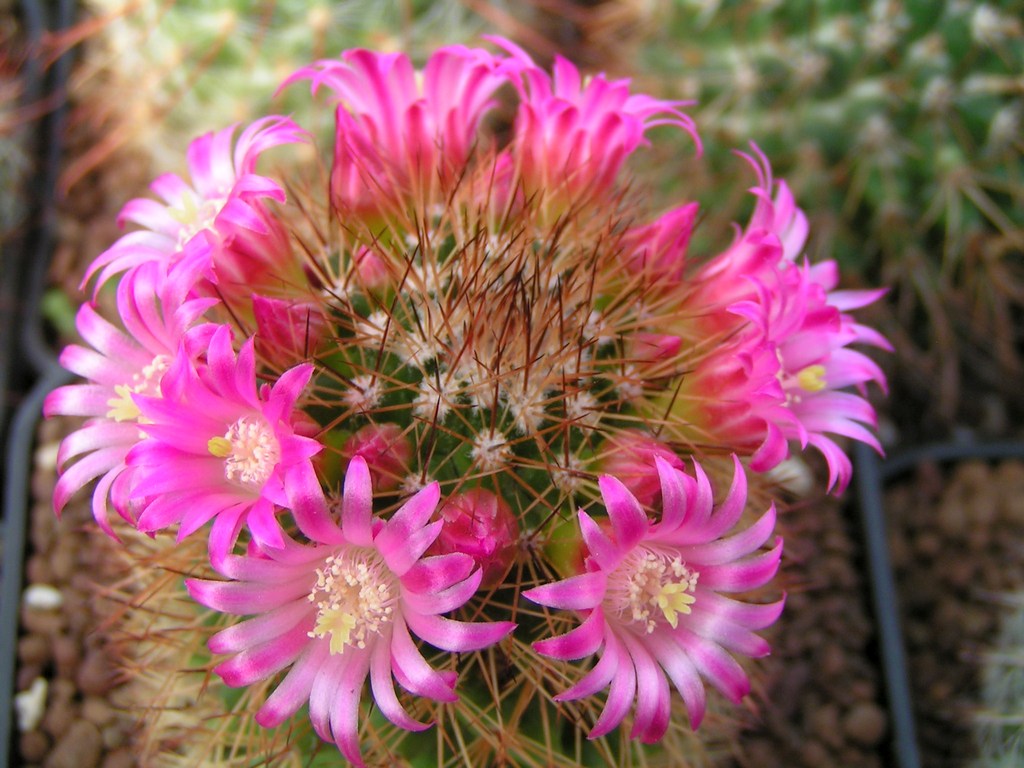 Mammillaria pseudoalamensis